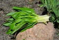 Allium ursinum Ã¢â¬â known as ramsons, buckrams, wild garlic, broad-leaved garlic, wood garlic, bear leek